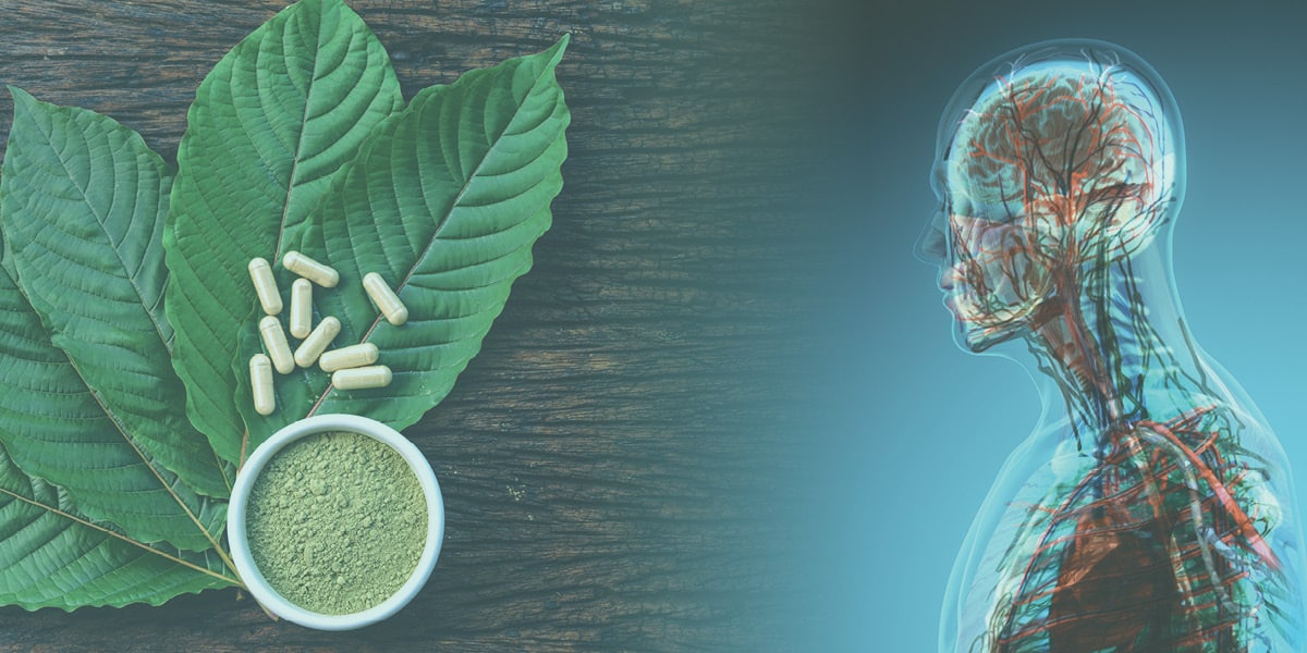 How Long Does Kratom Stay in Your System? | The Recovery Village Ridgefield